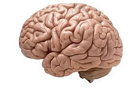 instituto nacional de trastornos neurológicos y accidentes cardiovasculares