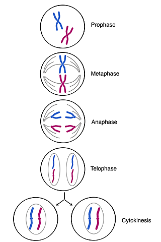Mitosis