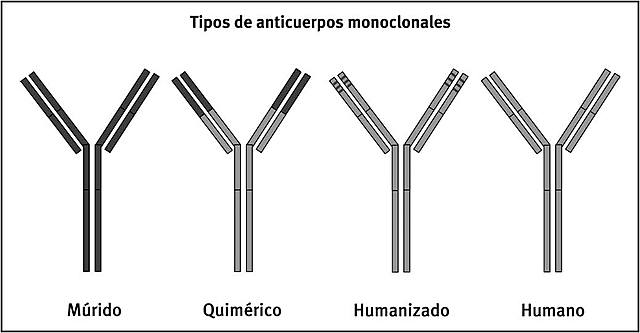 Anticuerpos