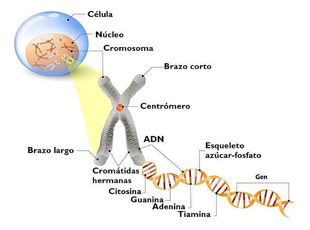 Se descubre la implicación de los cromosomas en la herencia