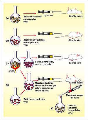 Fred Griffith descubre una molécula hereditaria transmisible entre bacterias