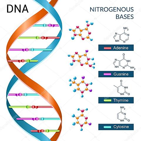 Erwin Chargaff demuestra que las proporciones de cada nucleótido siguen algunas reglas (por ejemplo, que la cantidad de adenina, A, tiende a ser igual a la cantidad de timina, T). Barbara McClintock descubre los transposones en el maíz