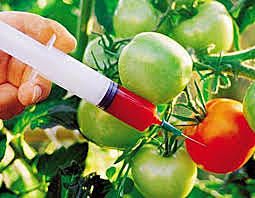 Plantas geneticamente modificadas