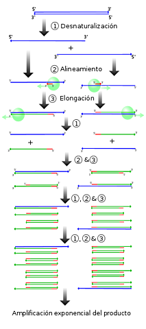 Kary Banks Mullis descubre la reacción en cadena de la polimerasa, que posibilita la amplificación del ADN