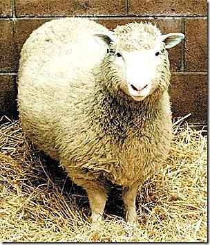 Oveja Dolly
