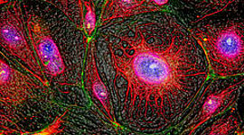 Timeline: HISTORIA DE LA BIOLOGÍA CELULAR