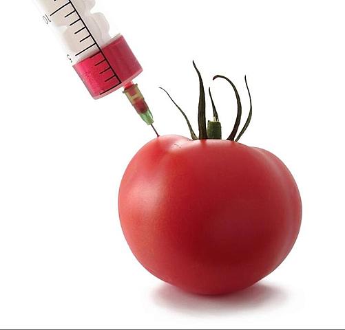 PLANTAS GENÉTICAMENTES MODIFICADAS.