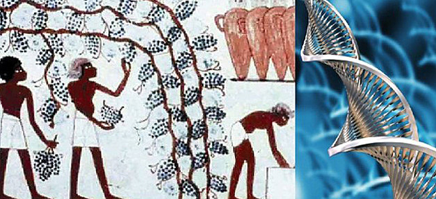 Babilonios y Egipcios