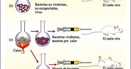 Incorporacion de material genetico
