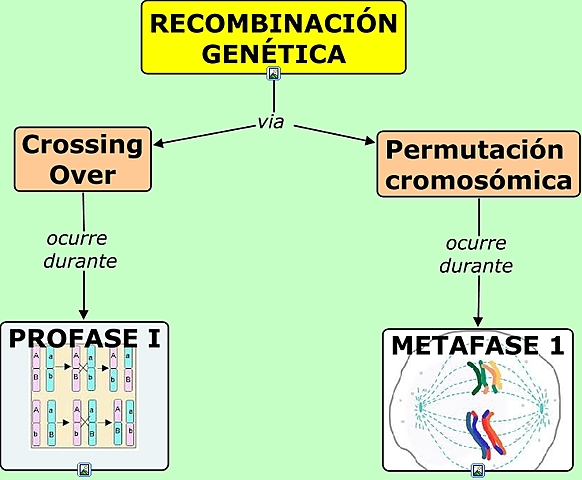 Recombinación genética