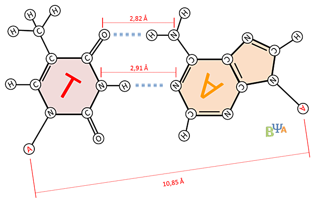 Proporción de ácidos nucleicos