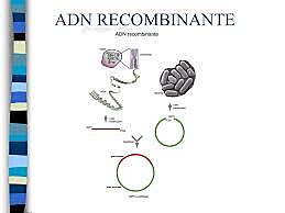 ADN Recombinante