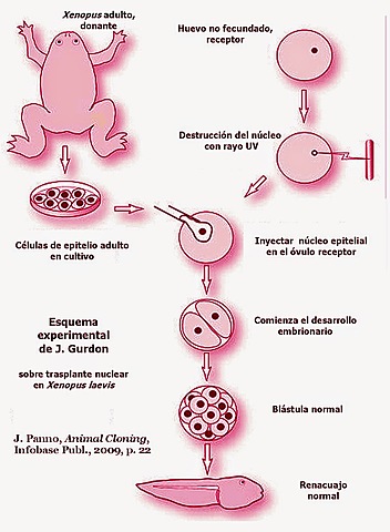 Experimento de clonacion