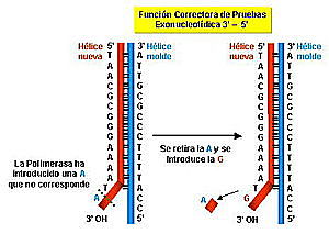 Reaccion en cadena de polimerasa