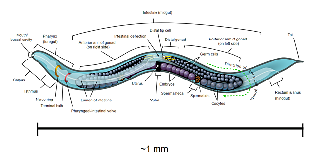 Genoma de un eucariota multicelular