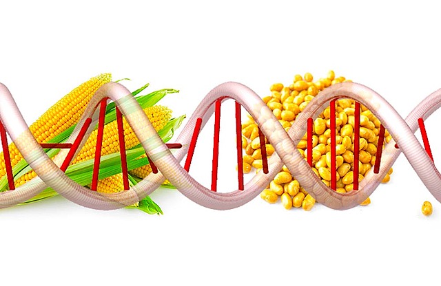 Plantas geneticamente modiicadas