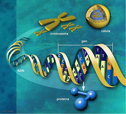 Historia de la genética