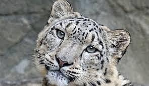 Snow Leopard