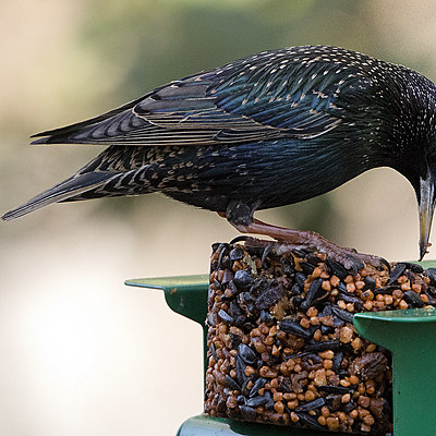 Timeline: Antes y Ahora de la Metodología de la Biología