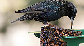 Timeline: Antes y Ahora de la Metodología de la Biología