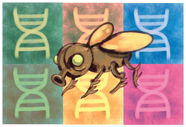 Morgan y Drosophila melanogaster, mosca de la fruta