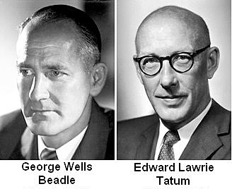 George Beadle y E. L. Tatum intr