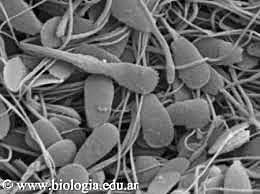 Historia de la genética