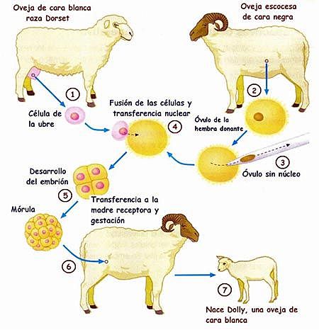 Clonación de la oveja Dolly