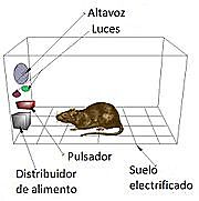 Burrhus Frederic Skinner (Condicionamiento operante)