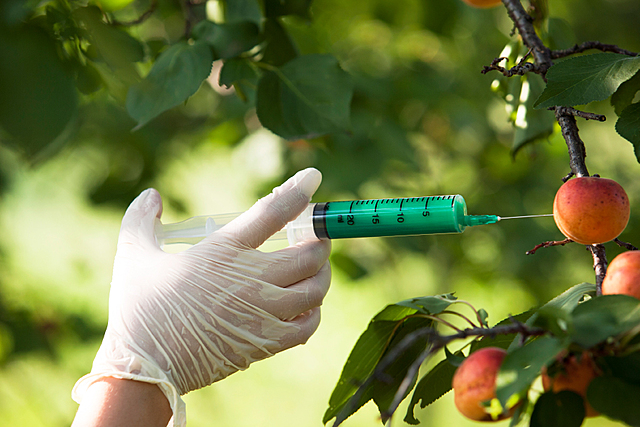 PLANTAS GENÉTICAMENTES MODIFICADAS.
