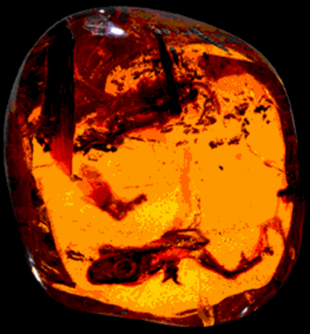 Thales of Miletus (635-547 BC)