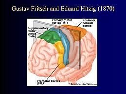 Gustav Fristch y Edwar Hitzing
