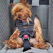 First seat-belt invented