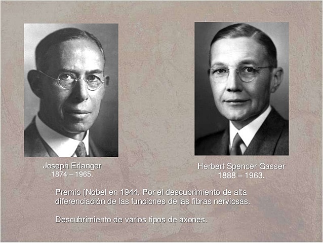 Joseph Erlanger (1874-1965) y Herbert Spencer Gasser (1888-1963),
