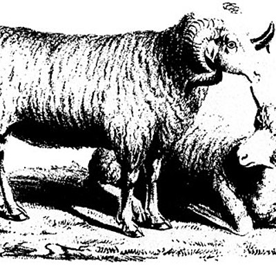 Timeline: Cronología sobre el lanar en la región platense