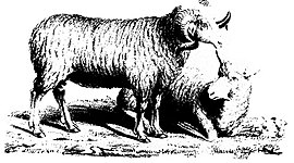 Timeline: Cronología sobre el lanar en la región platense