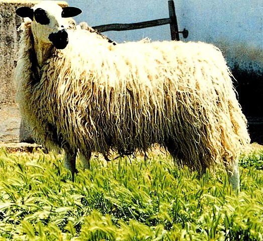 Primera introducción del ovino (Época Colonial)