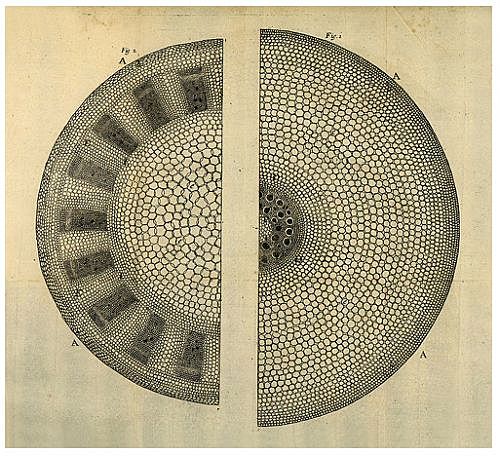 Reproducción de las plantas