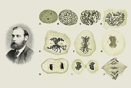 Descripción de la mitosis