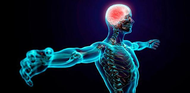 Las funciones del sistema nervioso