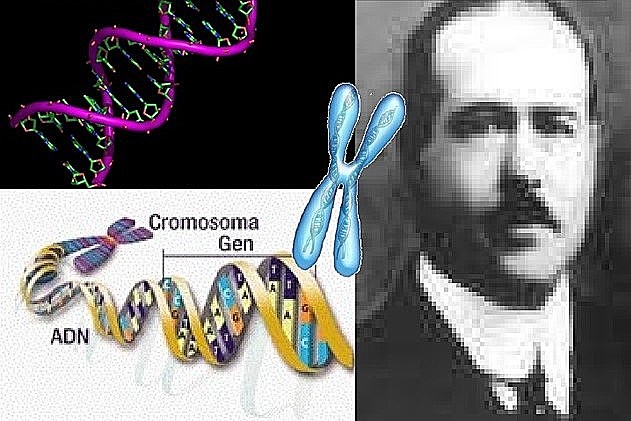 Localización de los genes