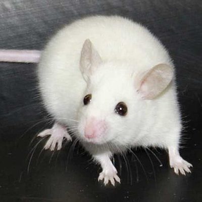 Timeline: Historia del conductismo