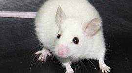 Timeline: Historia del conductismo