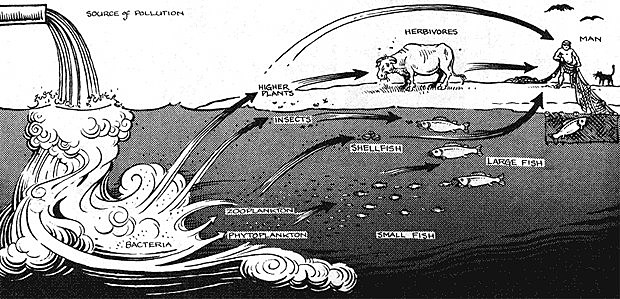 Vertimiendo de compuestos de mercurio en el agua (Japón)