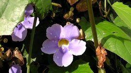 Timeline: Costa Rica