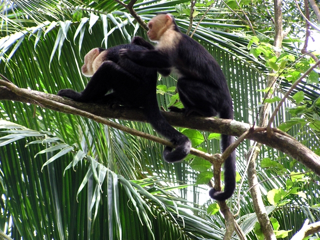 Day 7 - Manual Antonio