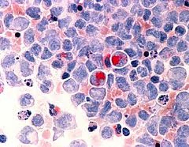 Primera Secuencia Genomica