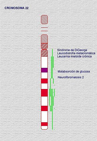 Secuencia el primer cromosoma