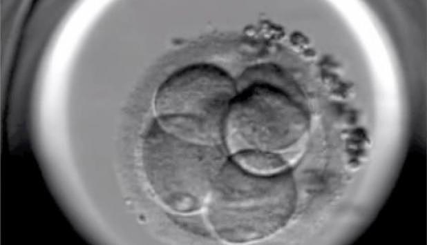 Los nacimientos in vitro