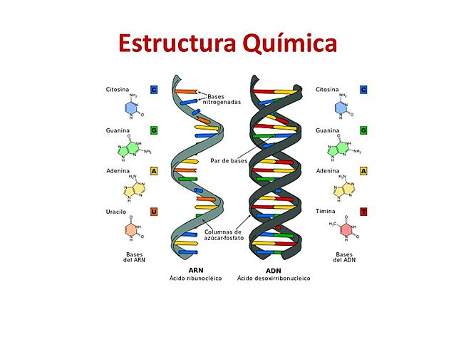 Estructura del ADN